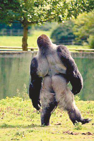 英国一只大猩猩可直立行走受网友追捧