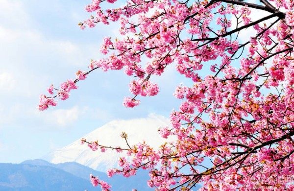 三月樱花,日之魂。