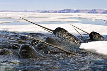 【奇趣动物】北极神秘动物独角鲸因人类活动濒