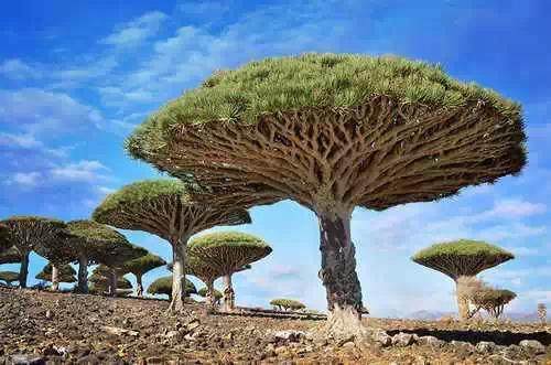 世界上最美的16棵树
