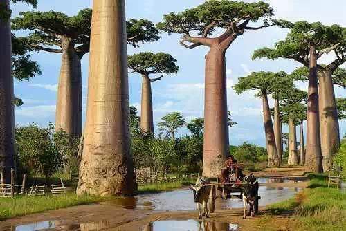 世界上最美的16棵树